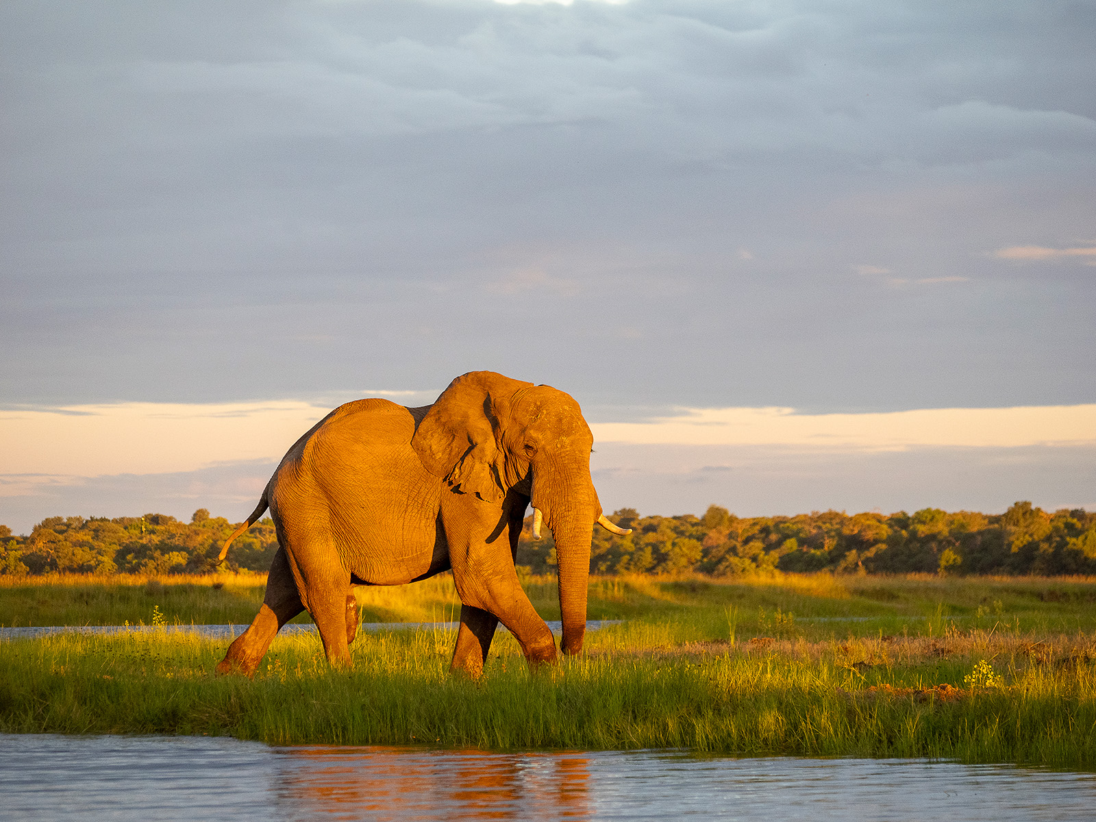 Elephant in the Chobe