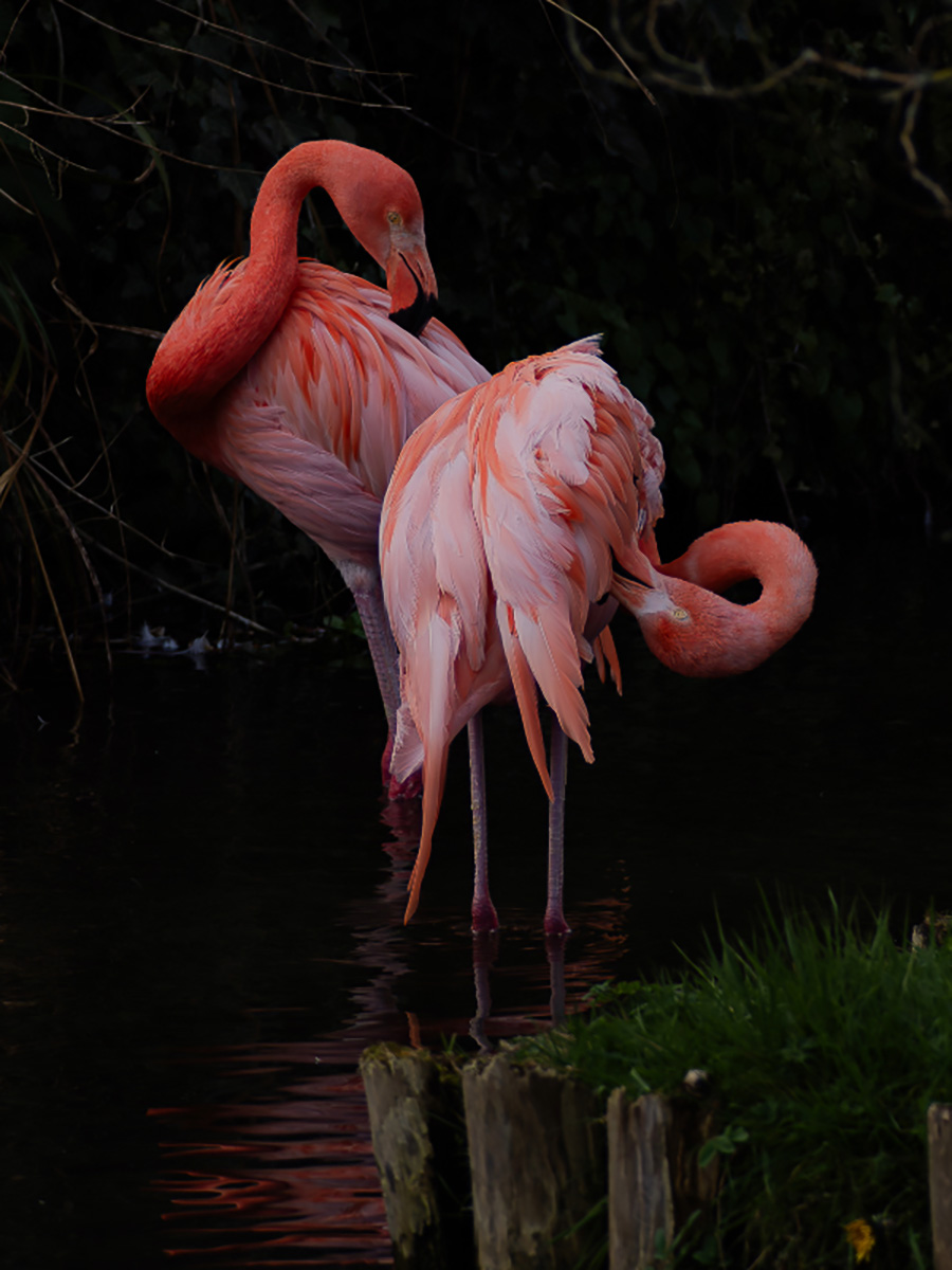 Two Flamingos