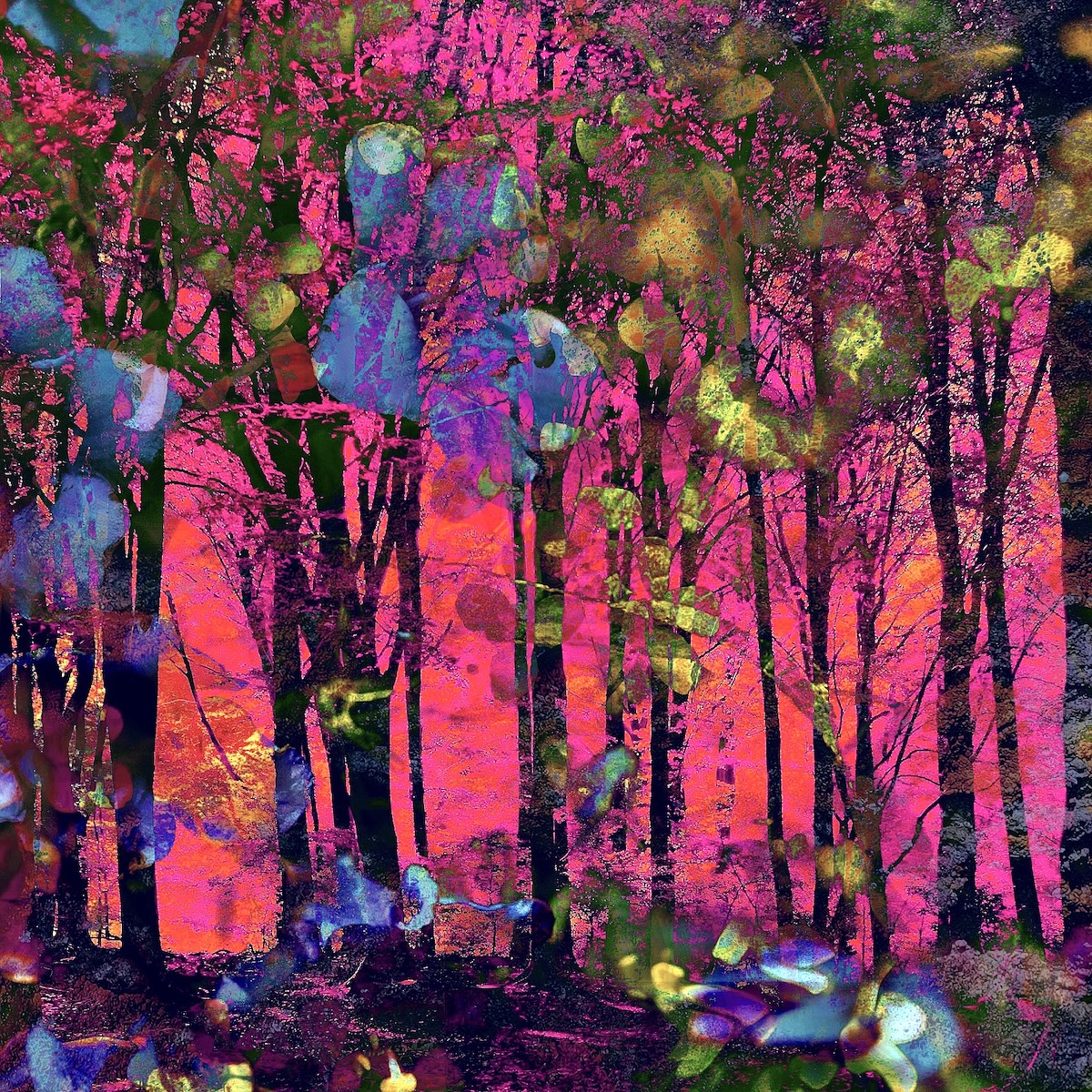 Randwick Woods - Enchanted Forest