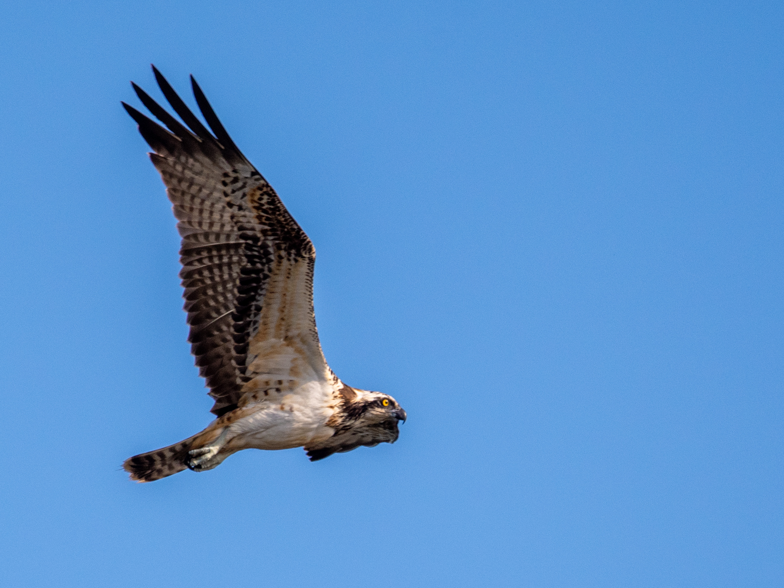 Osprey