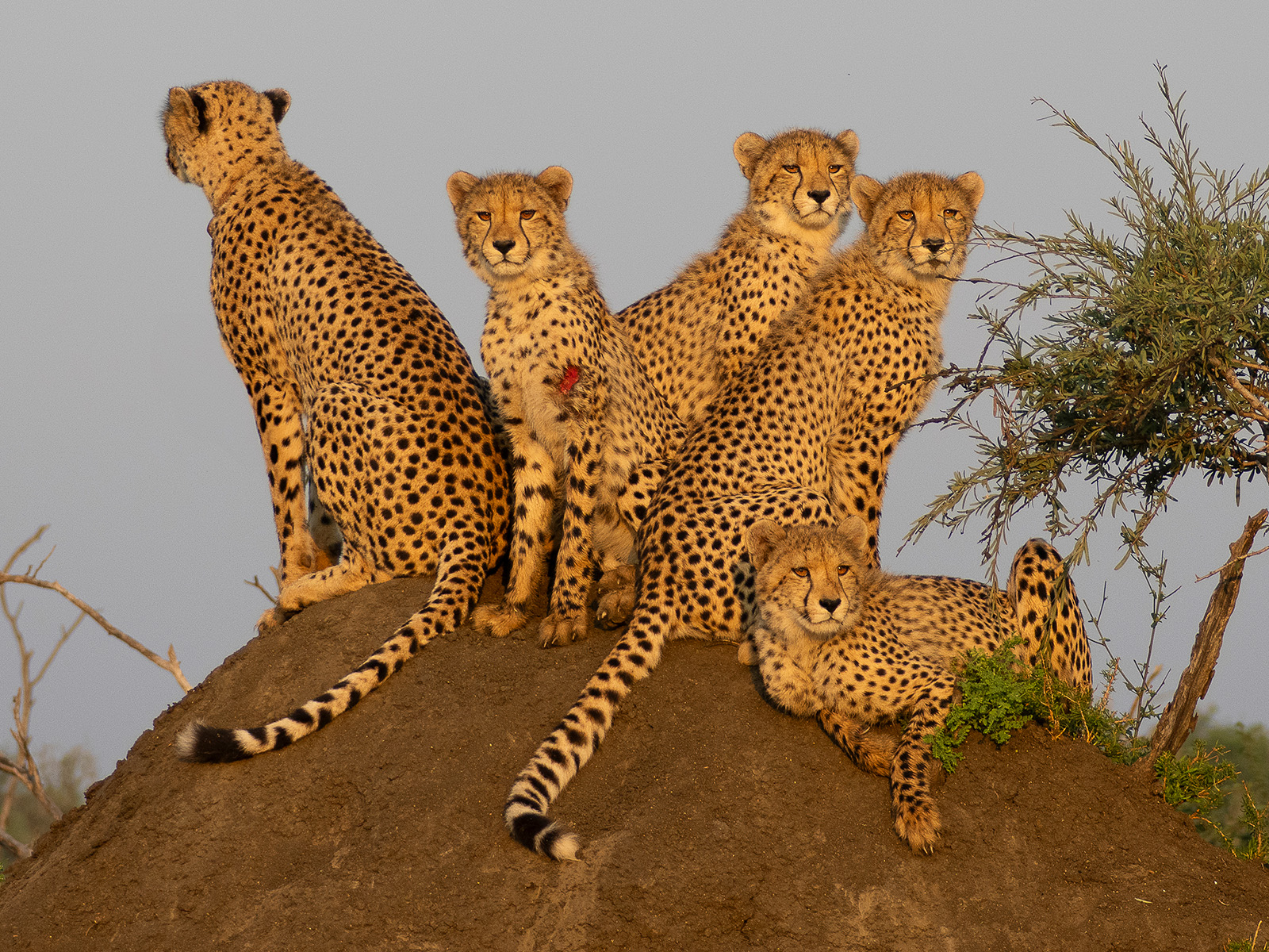 Cheetah Family