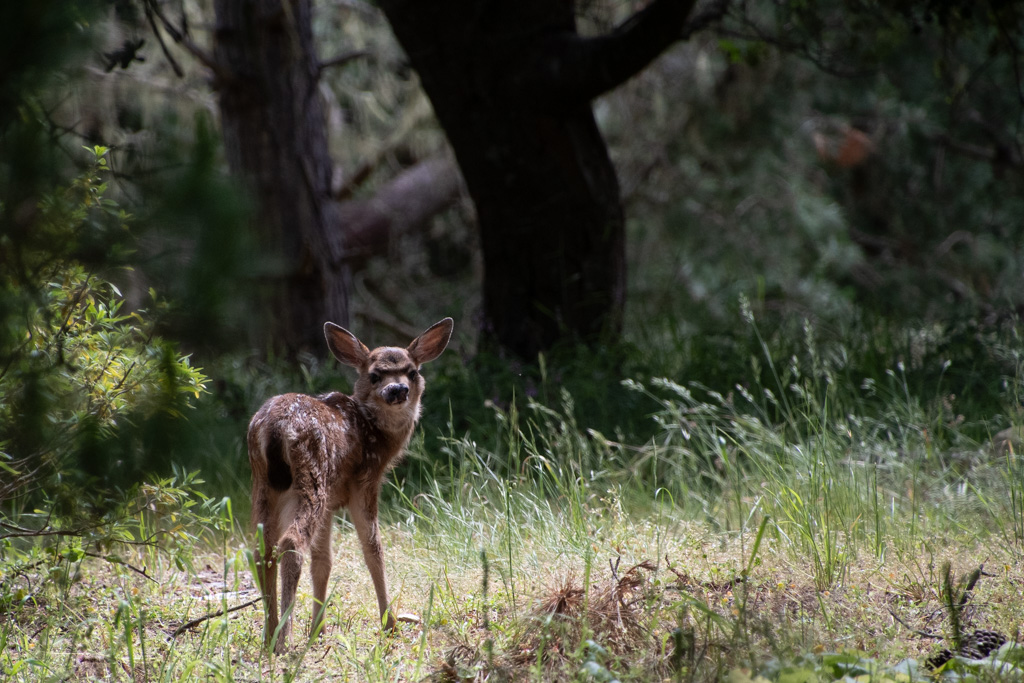 Bambi feels