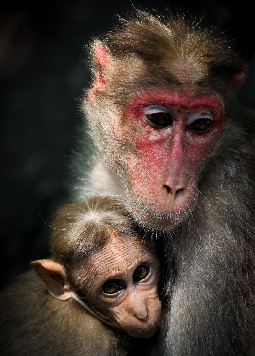 Rhesus Macaque with Infant