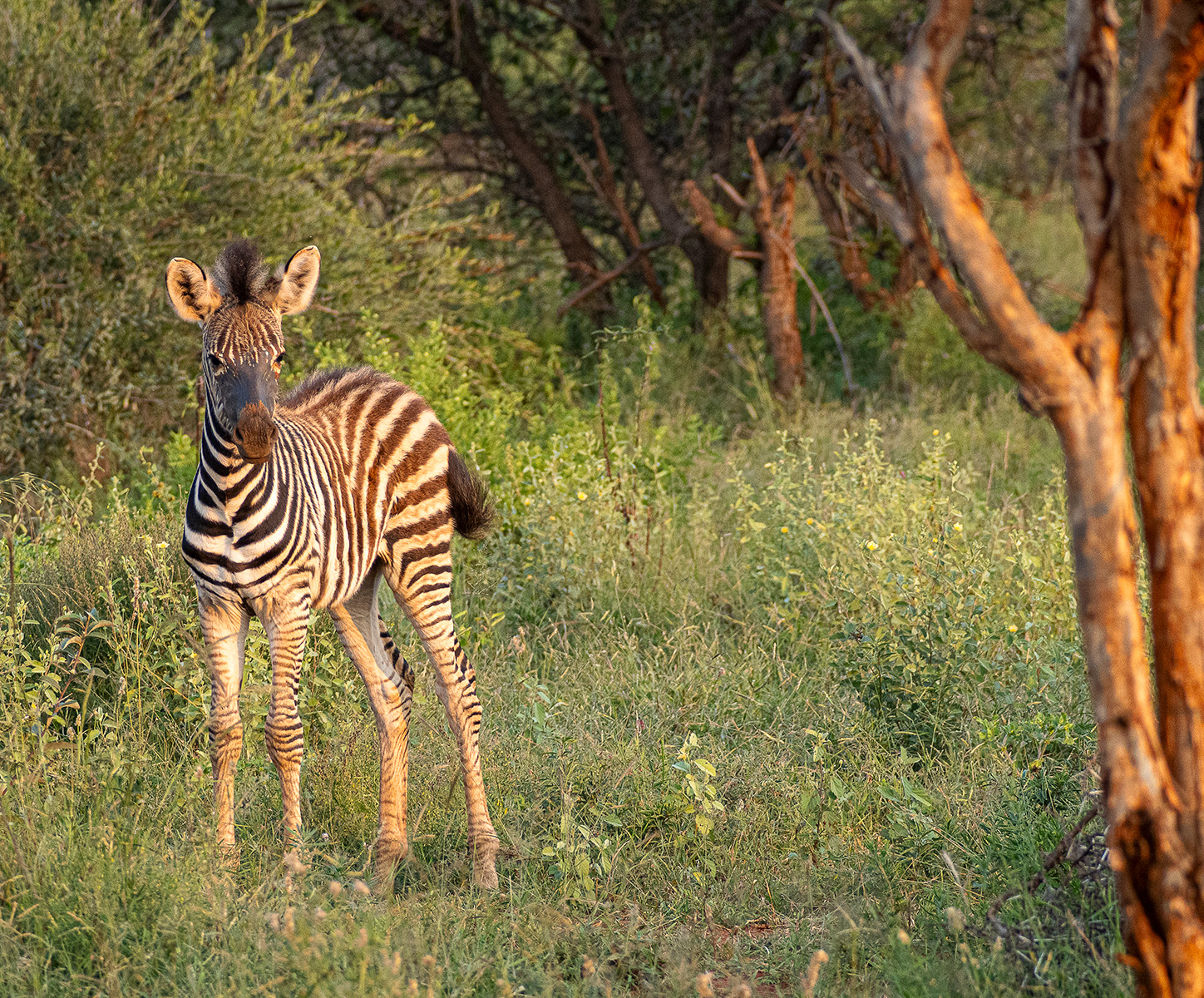Baby Zebra