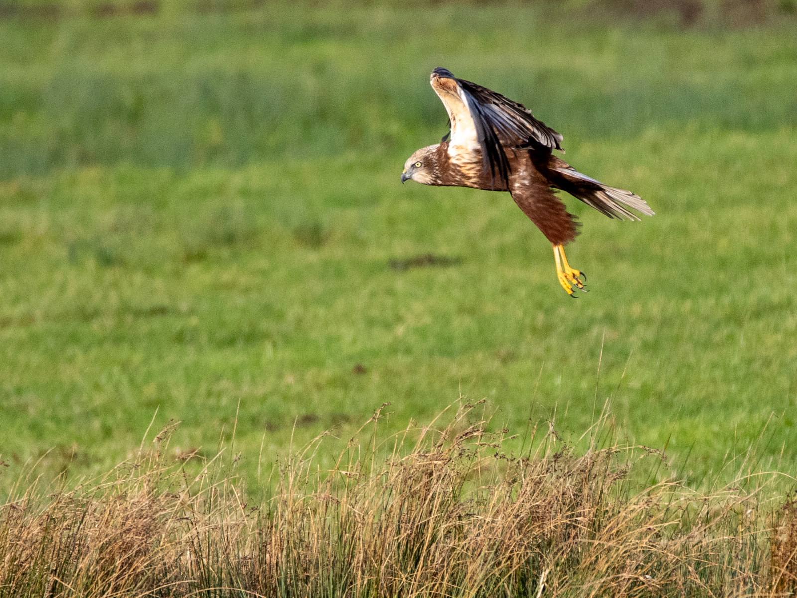Marsh Harrier