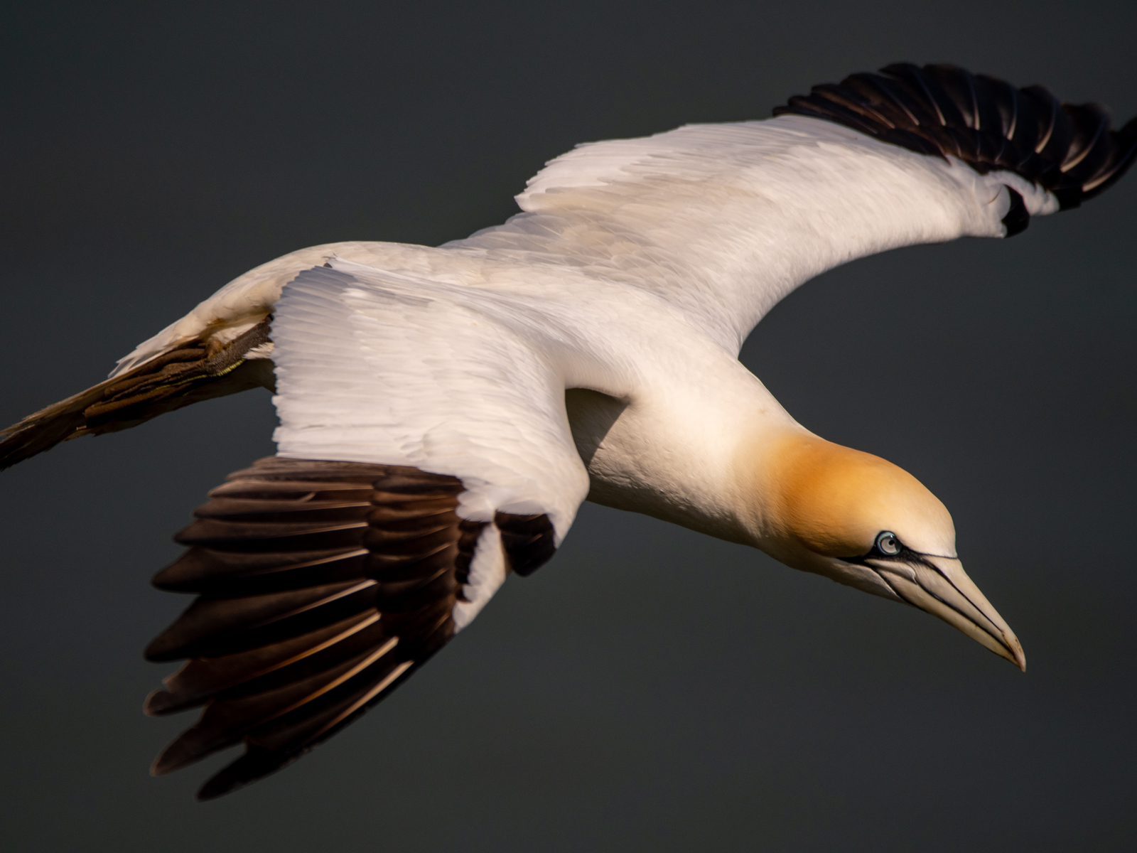 Gannet