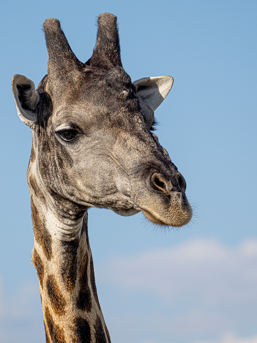 Giraffe