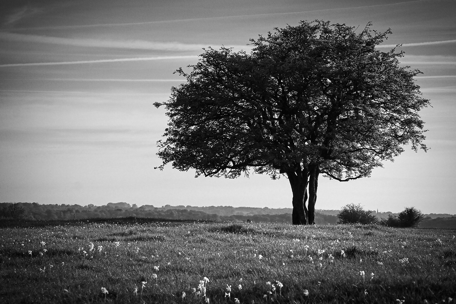 Minch Common Tree