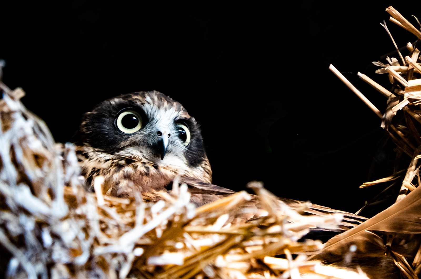 Owl in barn