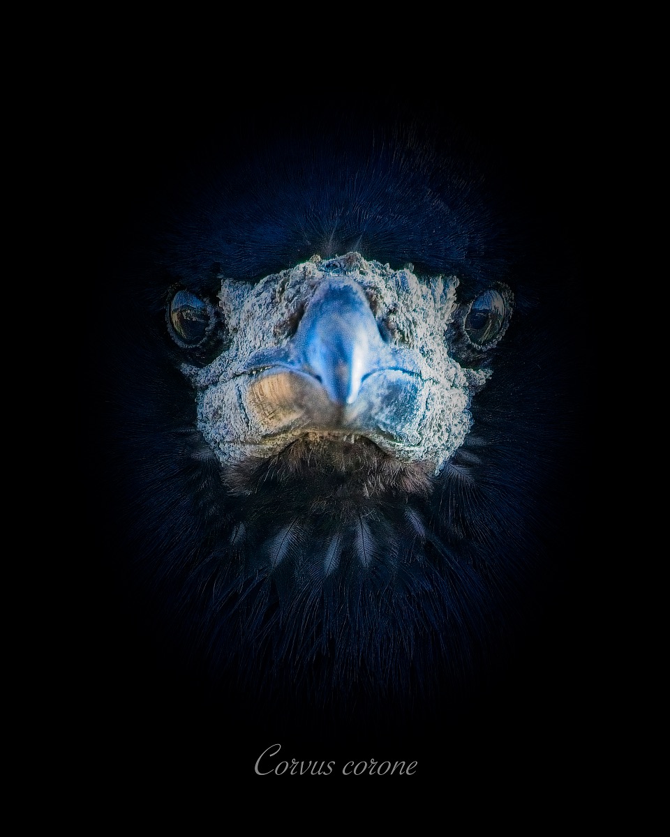 Corvus corone ePhoto