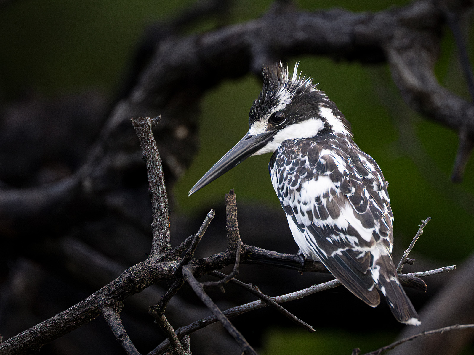 Female pied Kingfisher