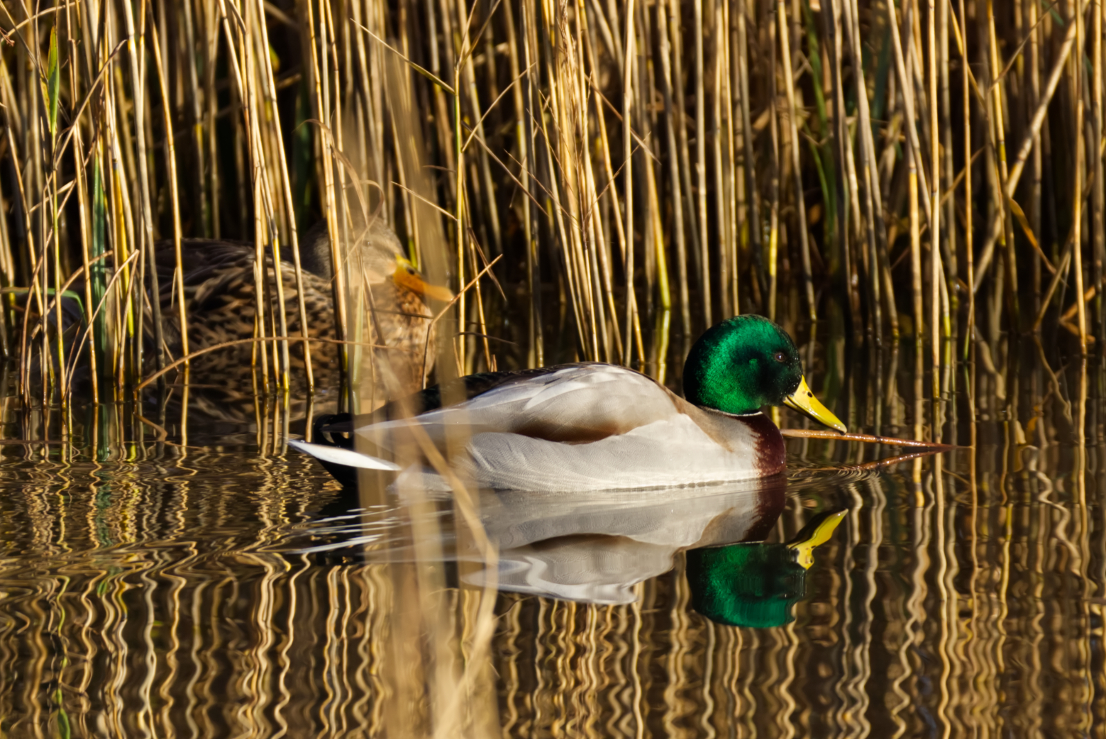 'Just' a pair of Mallards