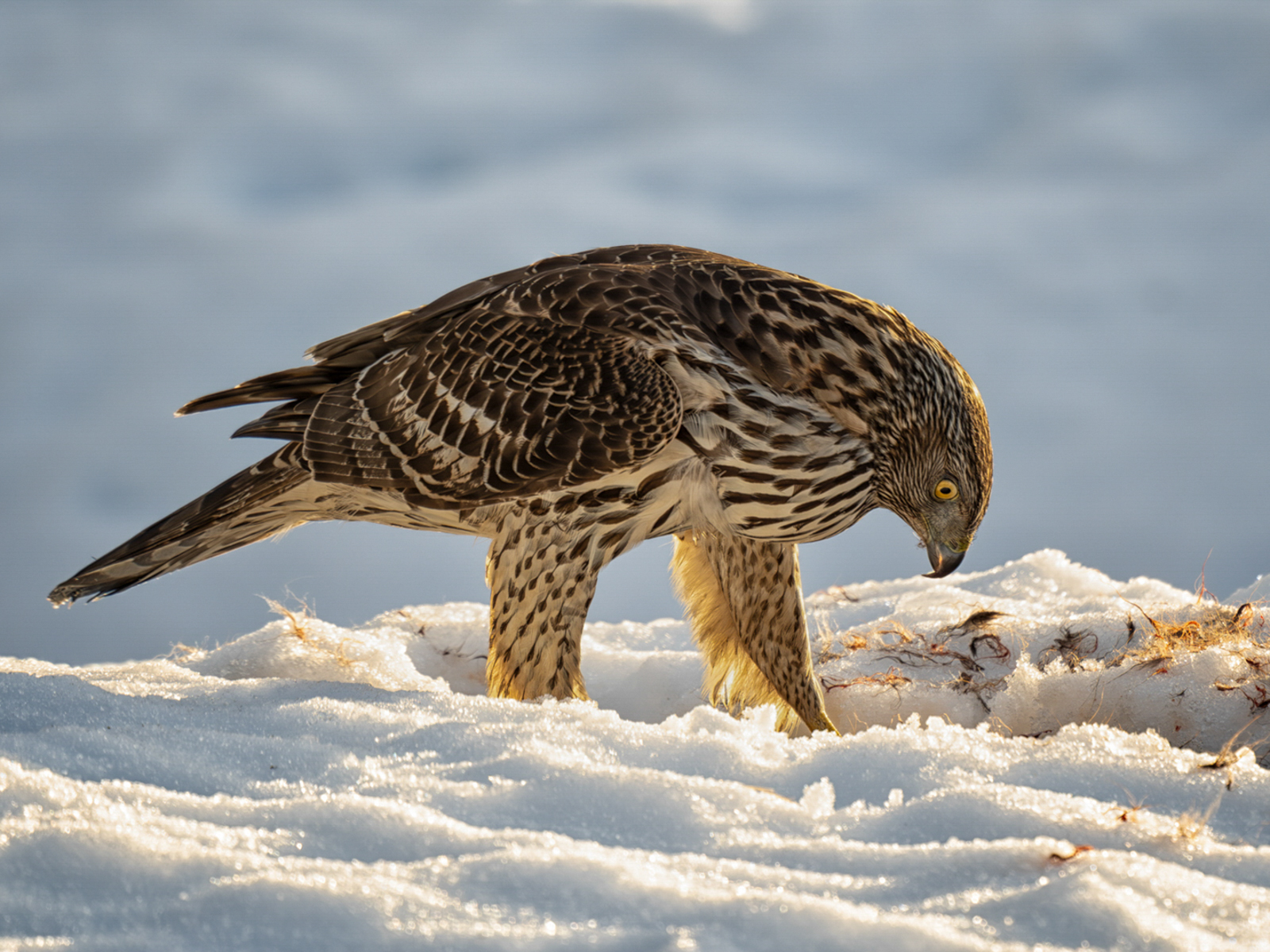 Goshawk feeding in the snow