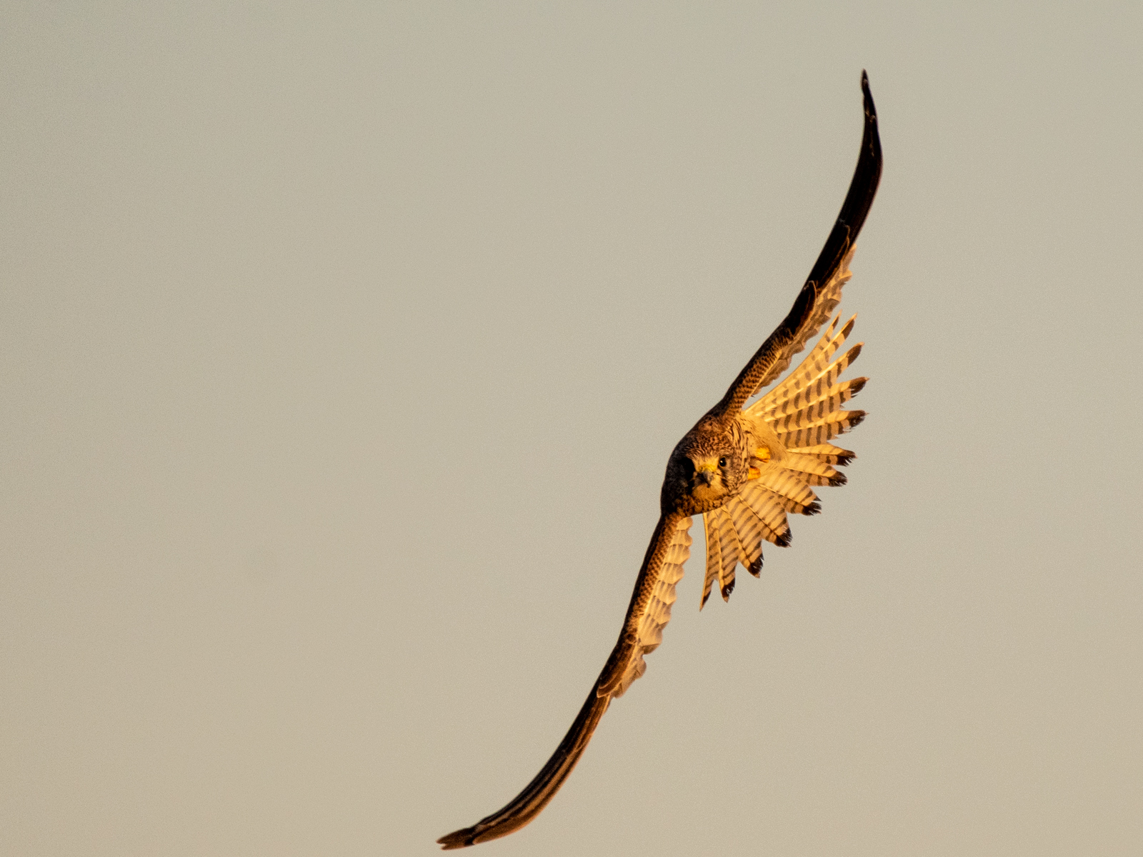 Kestrel