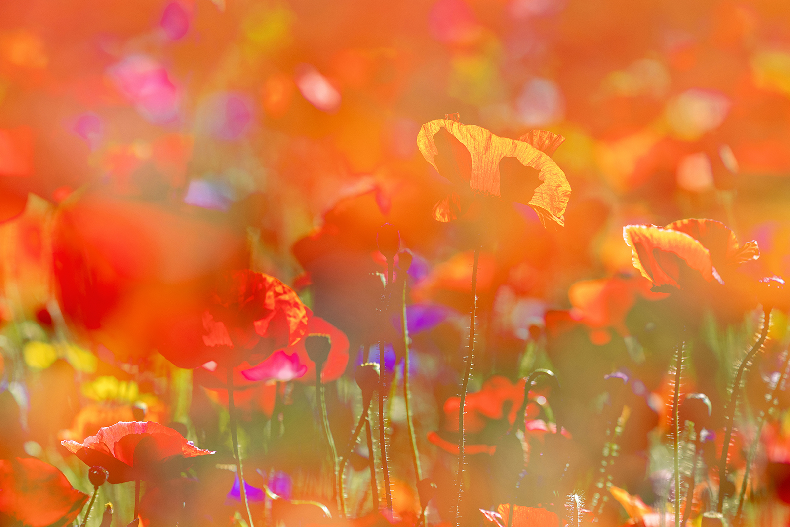 Poppies (multiple exposure), Snowshill