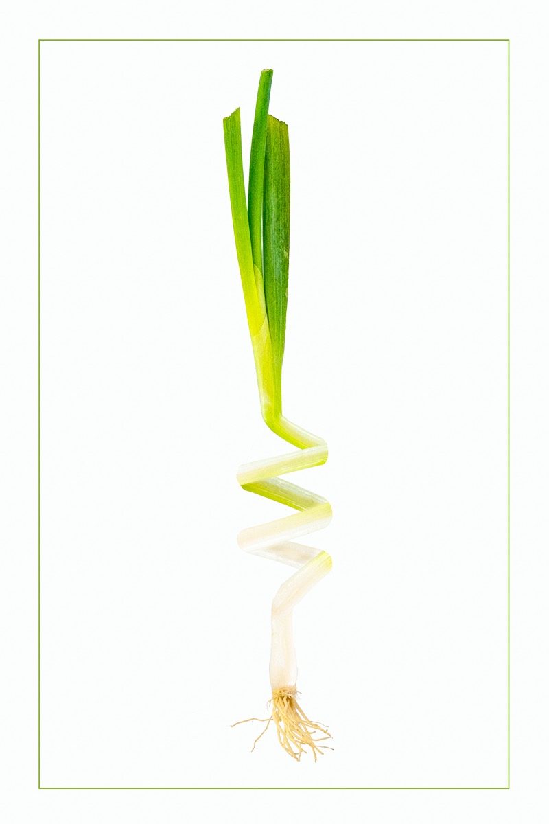 Spring Onion