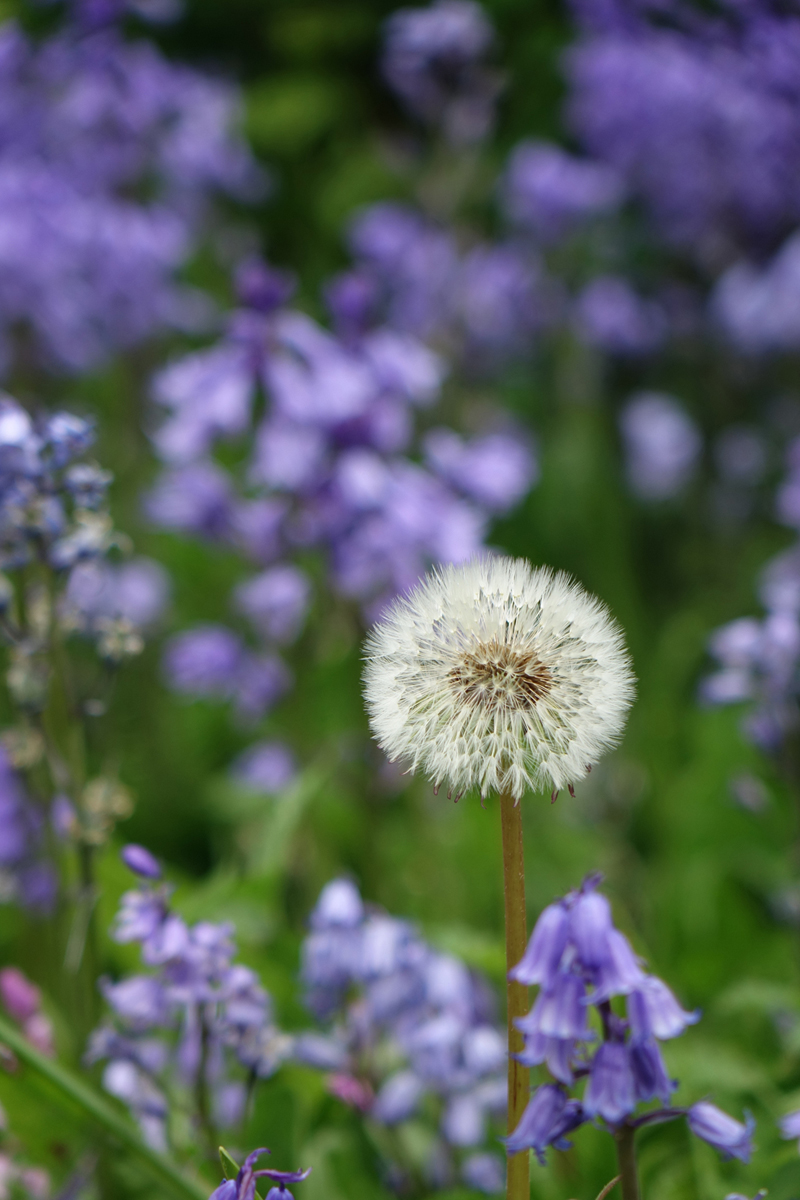 Make a Wish