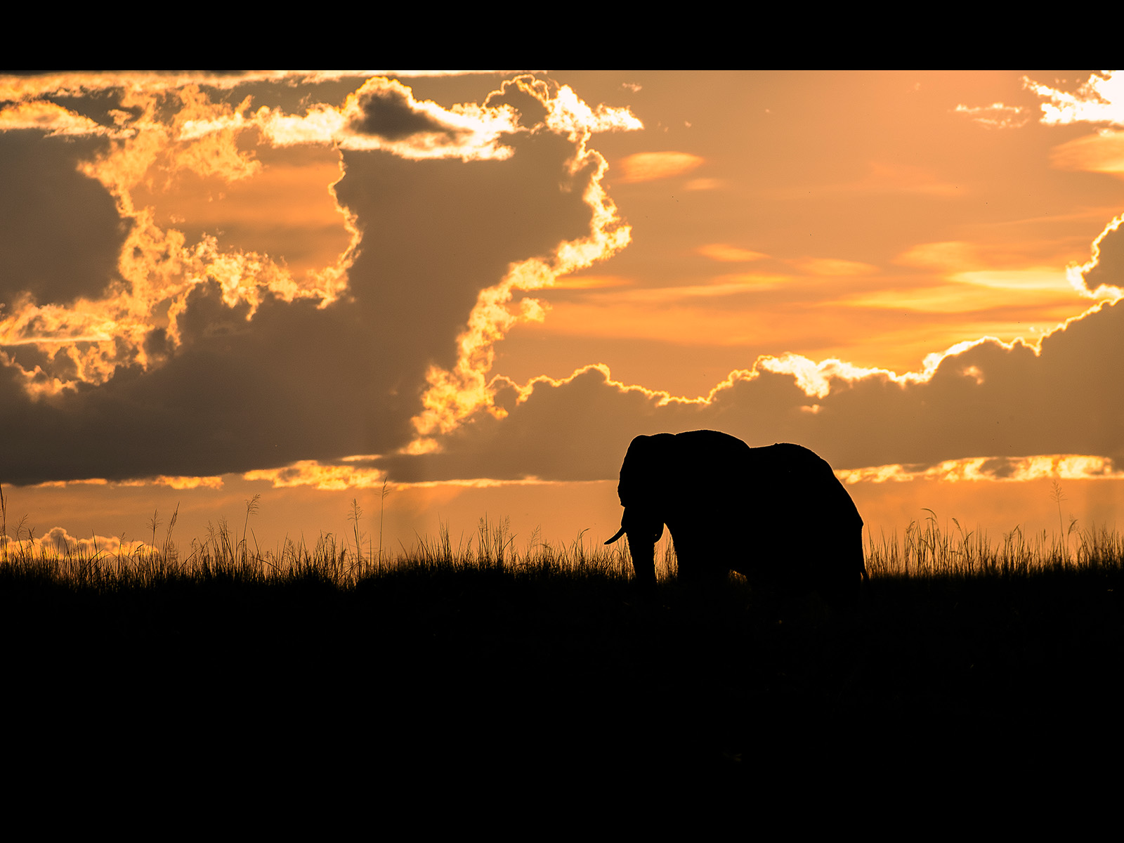 Elephant at Sunset