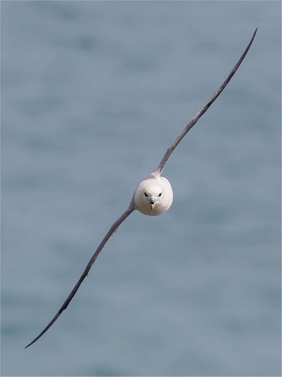 Northern Fulmar