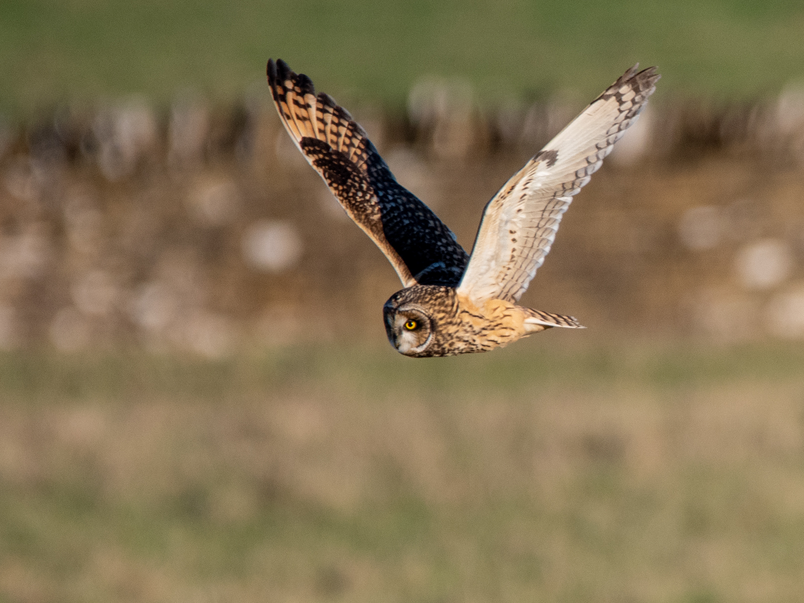 Short Eared Owl
