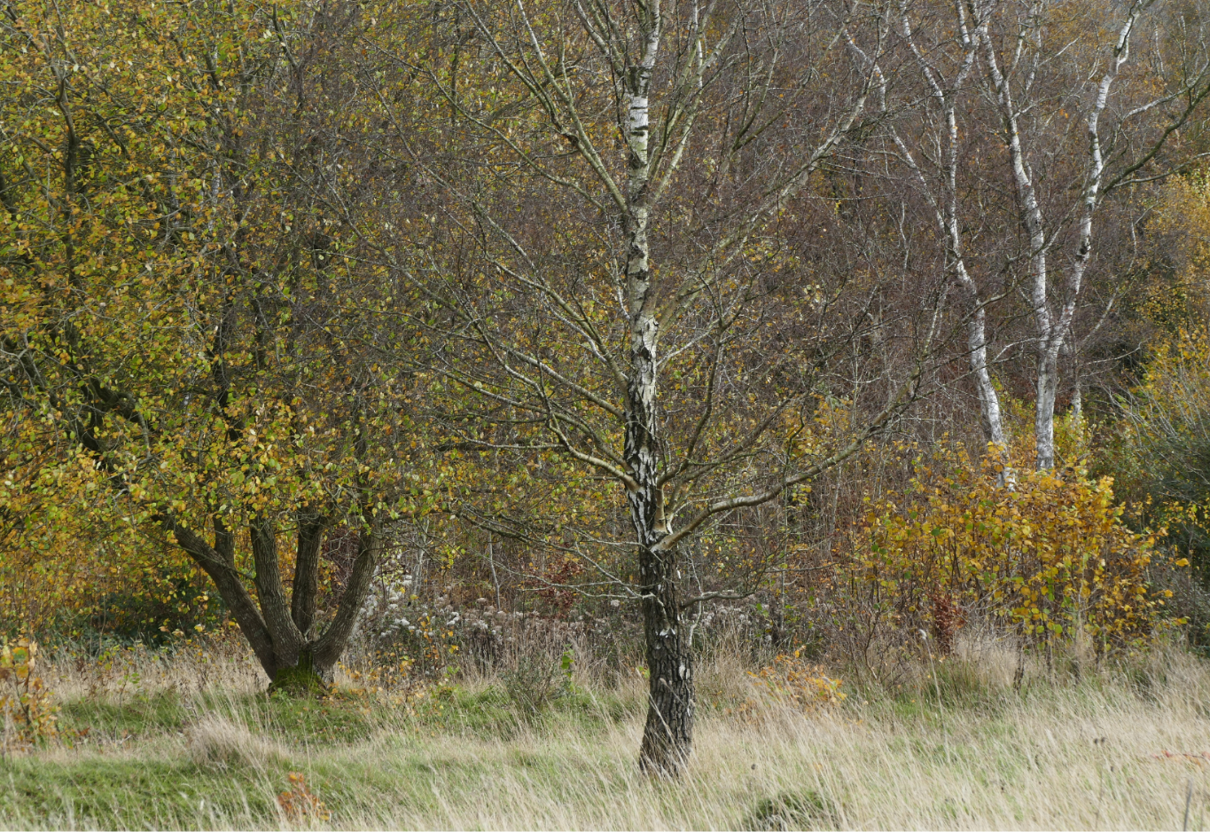 Autumn at Rudge Hill