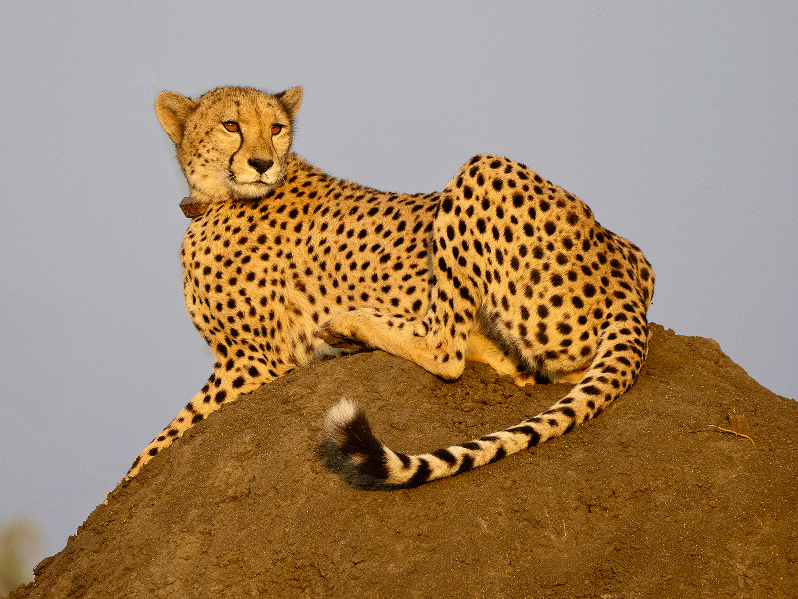 Matriarch