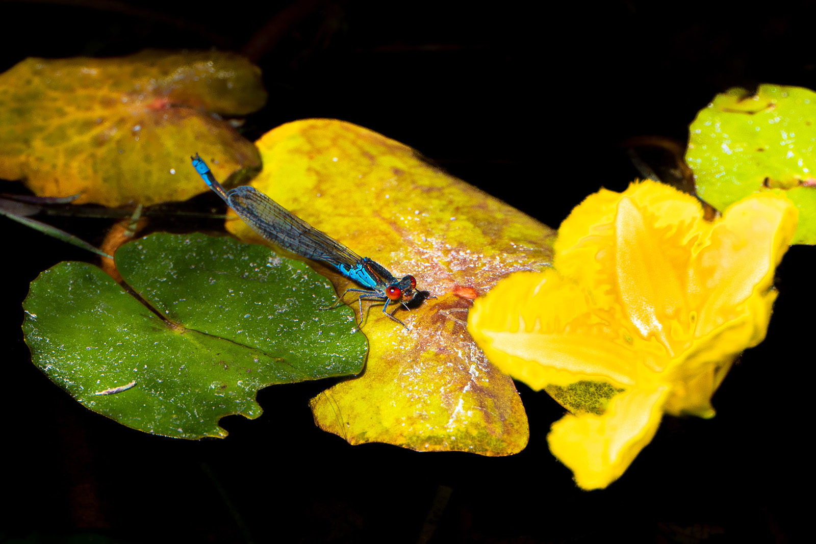 Damselfly