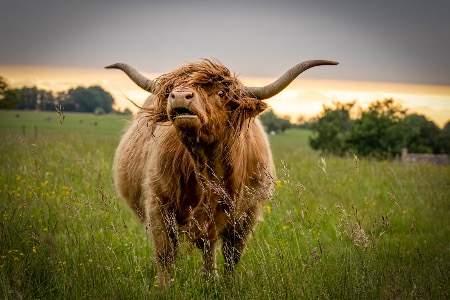 Highland Cow