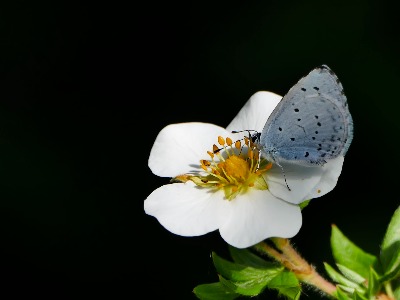 Holly Blue on Shrubby Cinquefoil