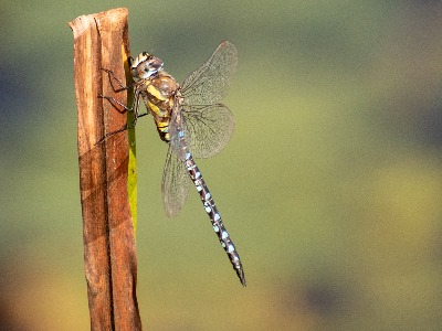 Dragonfly