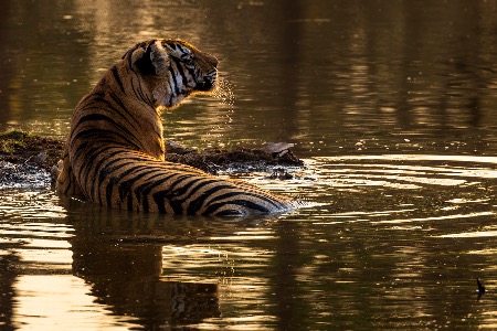 Tiger at dusk, Bandhavgarh National Park, India
