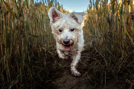 Morning run in the wheat fieldv2