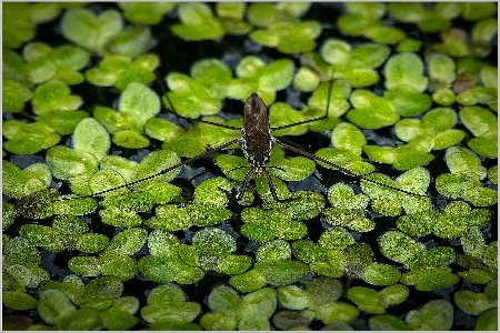 Water Boatman ePhoto