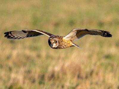 Short Eared Owl