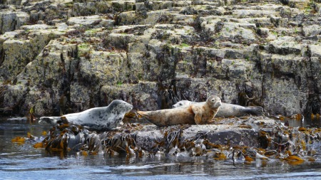 A moment of seal tension