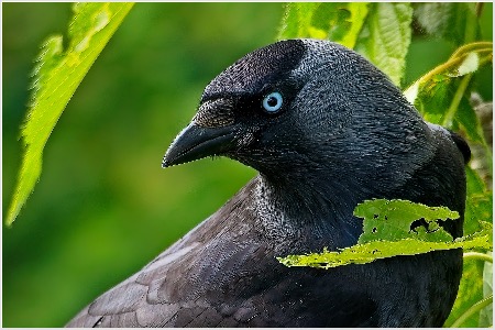 Jackdaw ePhoto