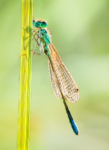 Damsel Fly