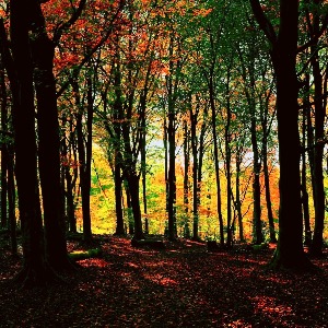 Autumn in Randwick