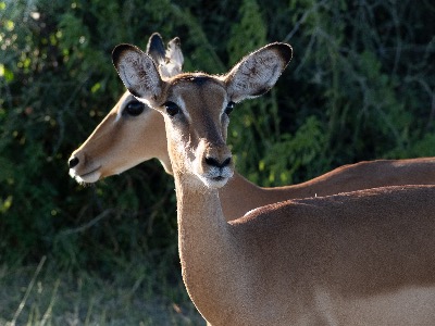 Impala