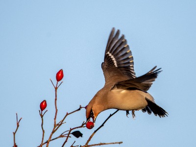Waxwing