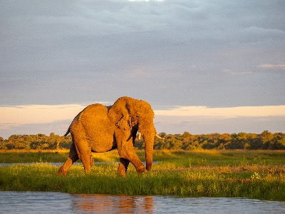 Elephant in the Chobe