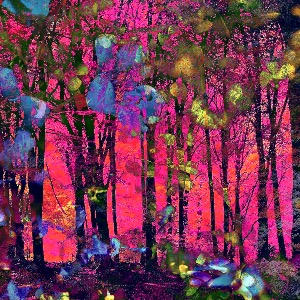 Randwick Woods - Enchanted Forest