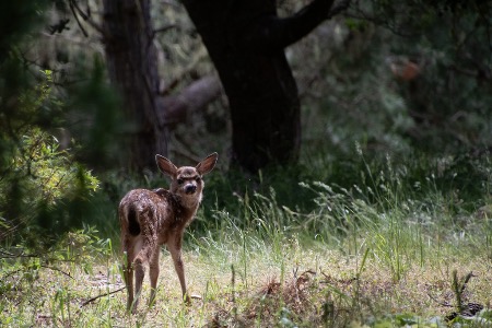 Bambi feels