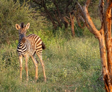 Baby Zebra