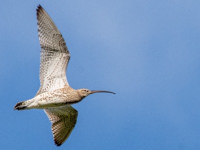 Curlew