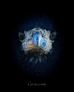 Corvus corone ePhoto