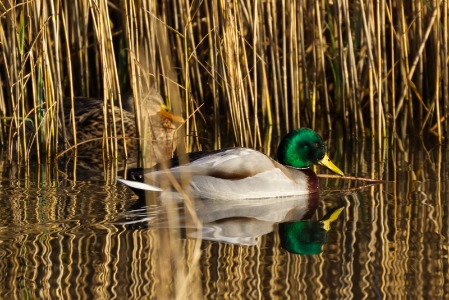 'Just' a pair of Mallards