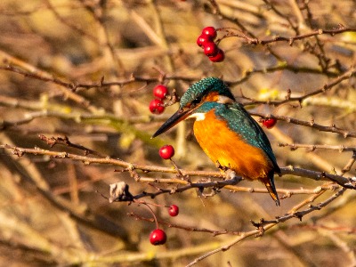 Kingfisher