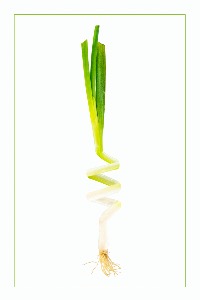 Spring Onion
