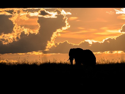 Elephant at Sunset